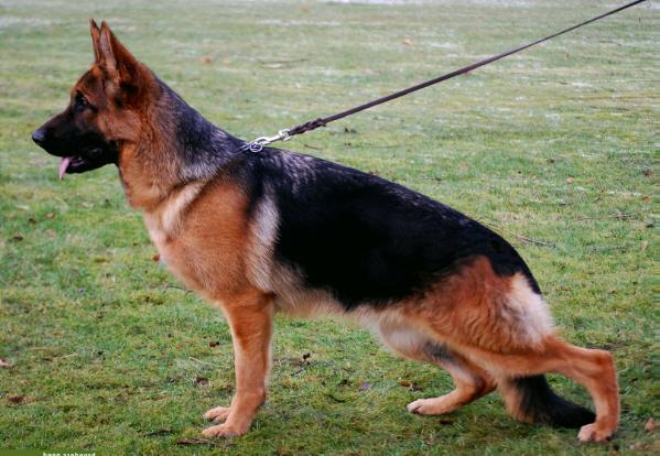 Jara vom Momax | German Shepherd Dog 