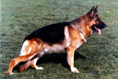 Jason von Haus Lacherom | German Shepherd Dog 