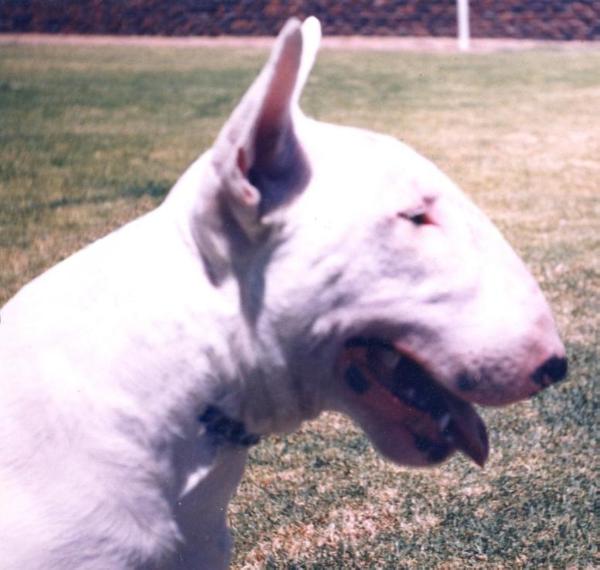 Kris Kros of Izaghalo | Bull Terrier 