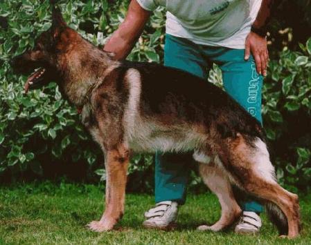 Brix vom Kapfwald | German Shepherd Dog 