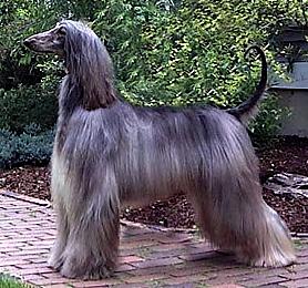 Gazon The Truth Be Told | Afghan Hound 