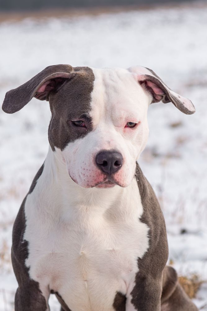 Dexter Serbian Honor | American Staffordshire Terrier 