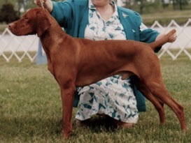 Boshar's Brett Kedves Vadasz | Hungarian Vizsla 