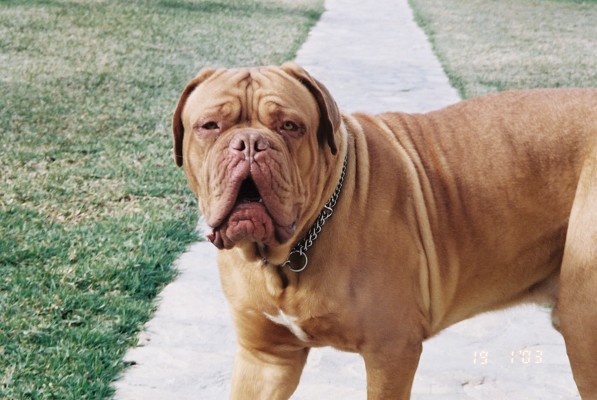 Navarone De El Siscar | Dogue de Bordeaux 