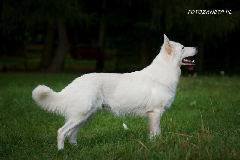 Olya de la Prolingea | White Swiss Shepherd Dog 