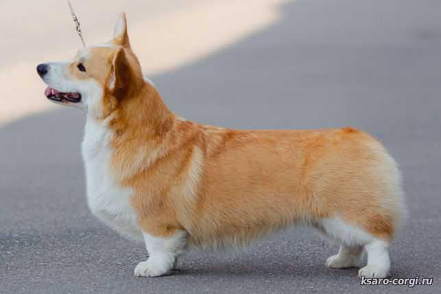 Svetizara iz Ksaro Chestnaya Igra | Pembroke Welsh Corgi 