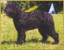 Cina Zielebacherhof | Bouvier des Flandres 