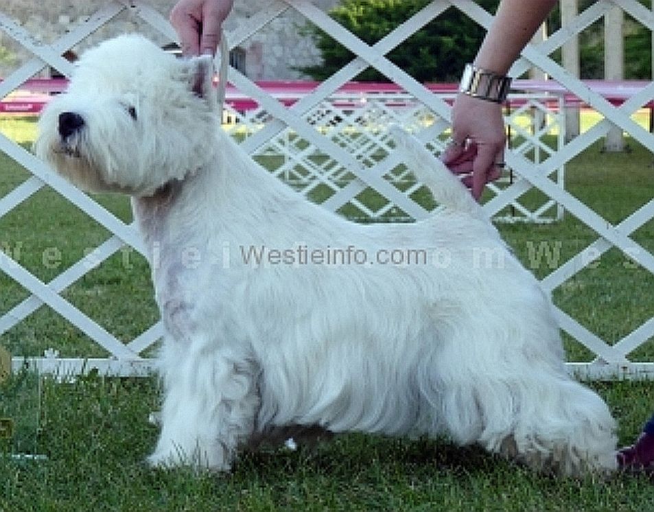 Easy-Going du Moulin de Mac Gregorr | West Highland White Terrier 