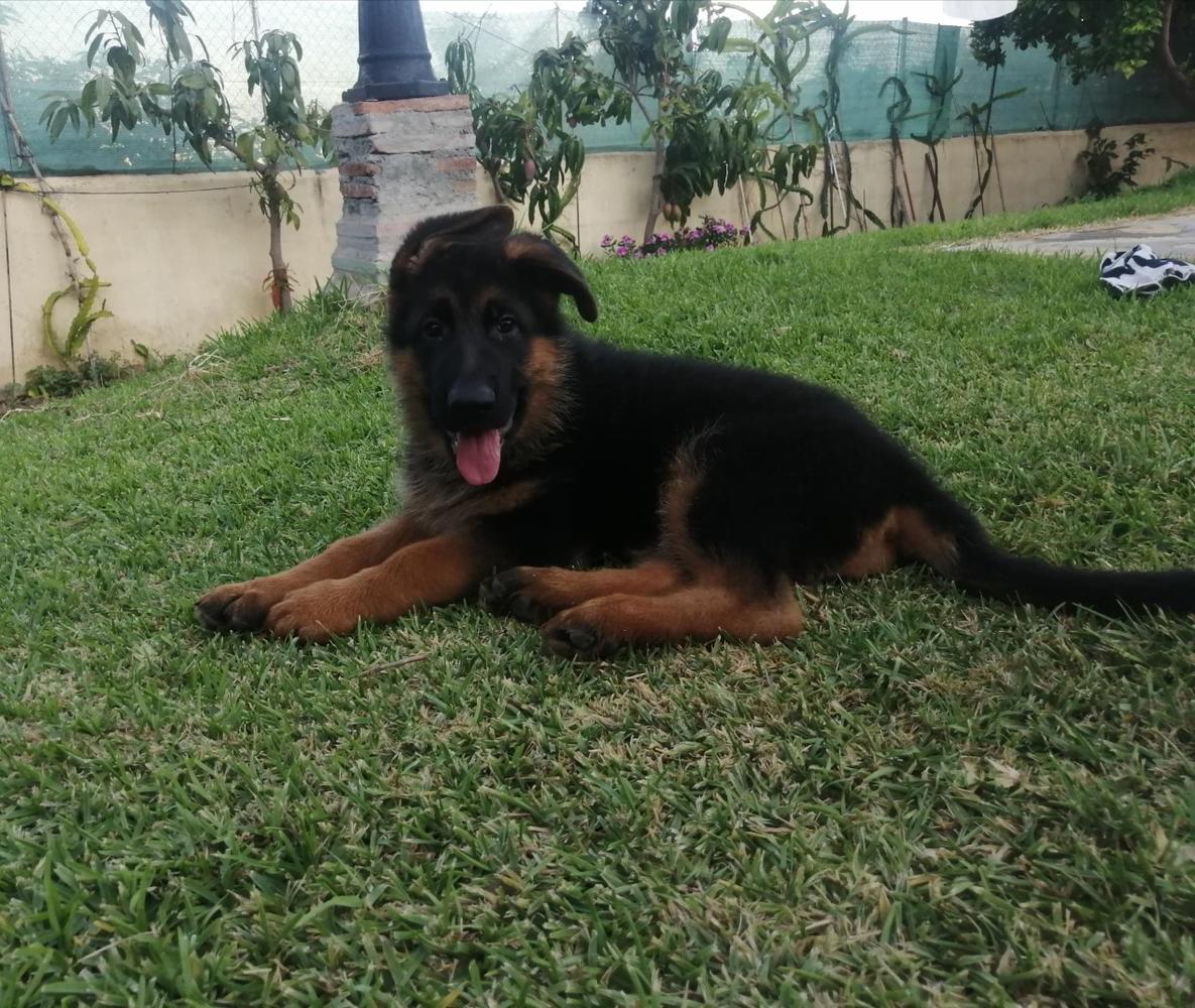 IGLÚ DEL CHAPARIL | German Shepherd Dog 
