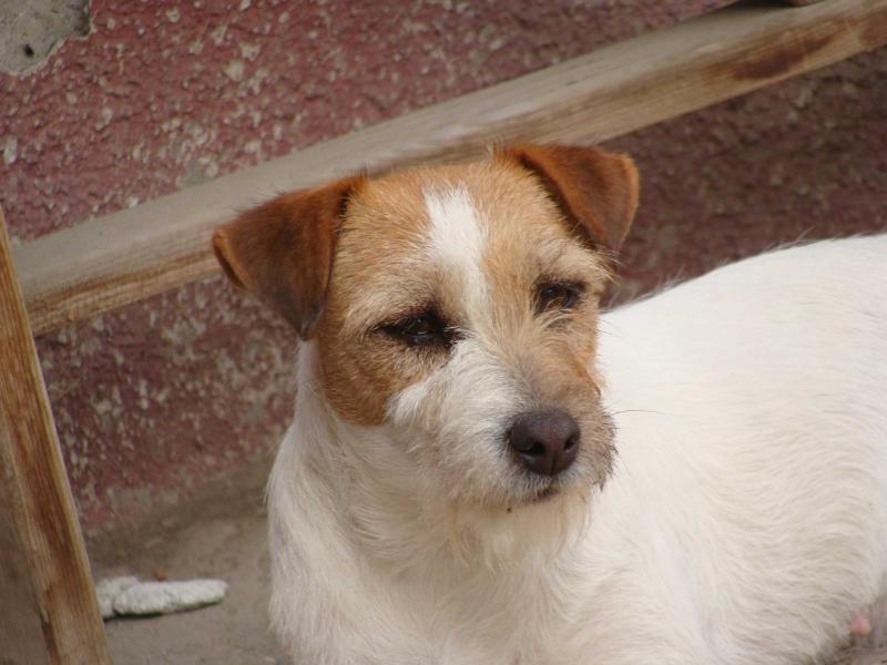 Soul Plains Lilly Merleen | Jack Russell Terrier 