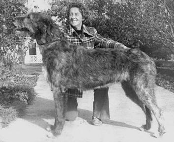 Erindale Grand Duchess | Irish Wolfhound 
