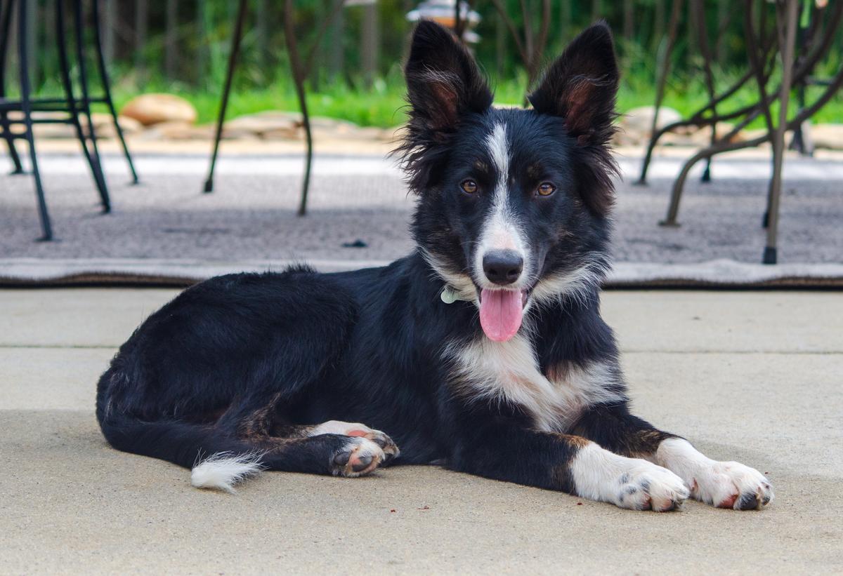 BarNones My Favorite Frond | Border Collie 