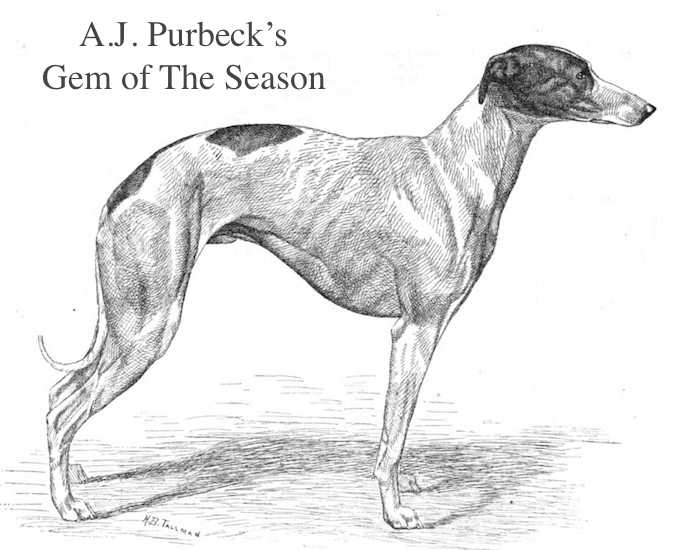 Gem of The Season (~1891) (A.J. Purbeck's) | Greyhound 