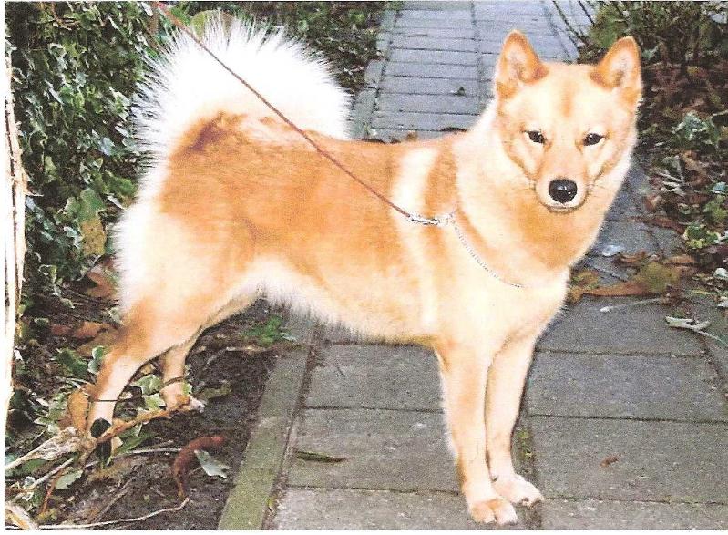 AMERICAN SURPRISE of Storm Valley | Finnish Spitz 