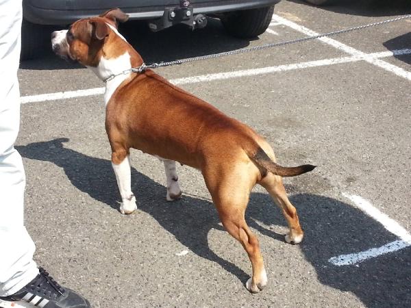 Head to Queen of RockStar Dog | American Staffordshire Terrier 