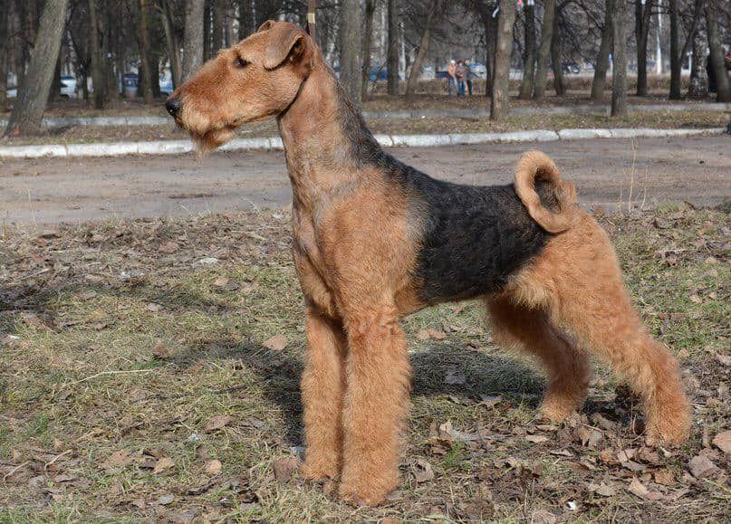 MODEN TAIP NINELLE | Airedale Terrier 