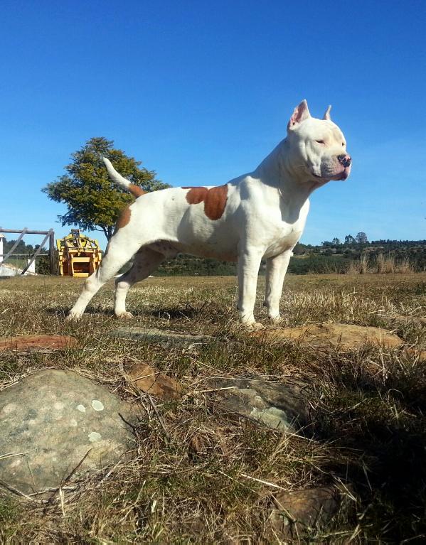 Custom Chopper de Ruinas de Asgard | American Staffordshire Terrier 