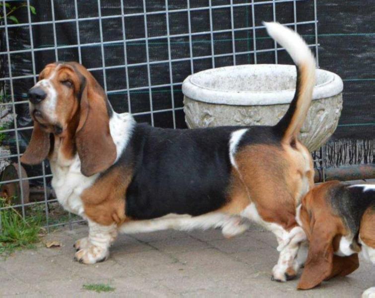 NewDown Bassets Primeiro | Basset Hound 