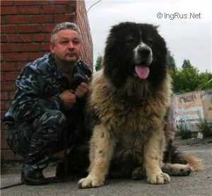 Narkom | Caucasian Mountain Dog 