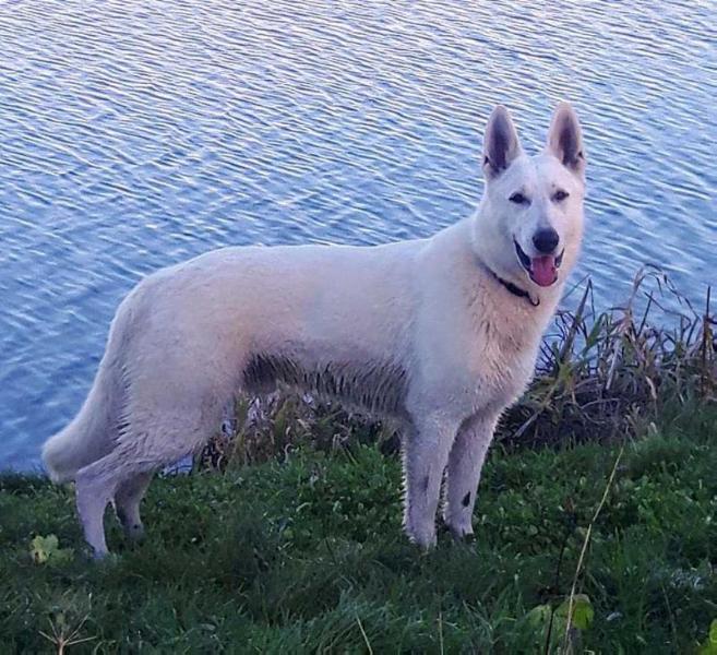 BOURBON White Fang's House | White Swiss Shepherd Dog 