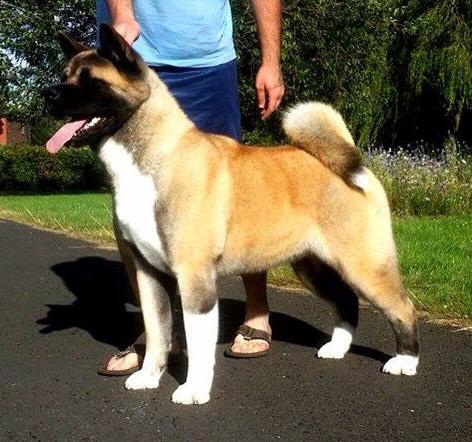 Saburuko's Lights My Fyre | Akita 