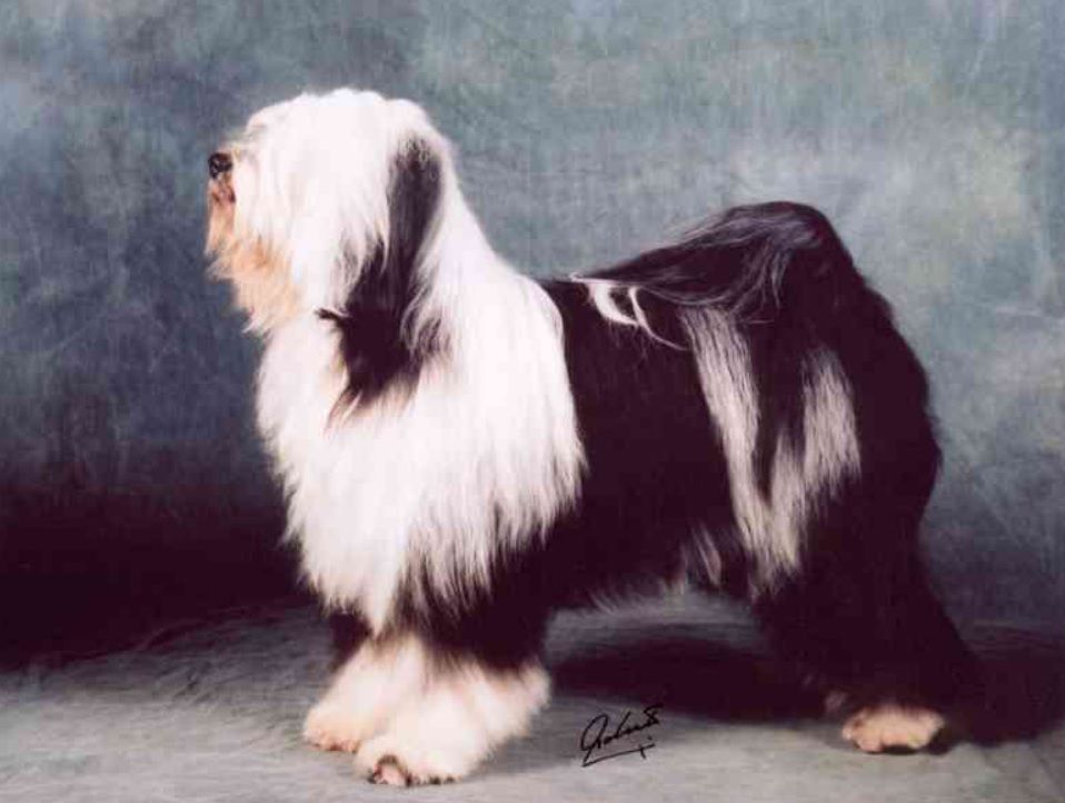 A-MAS YONS-SU | Tibetan Terrier 