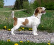 Saltisgardens Snille o Smack | Jack Russell Terrier 