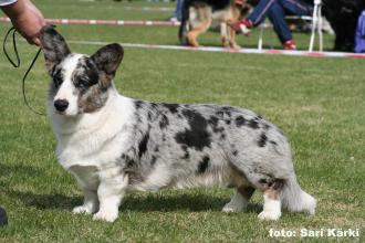 Mandylay's Ultimately Blue | Cardigan Welsh Corgi 