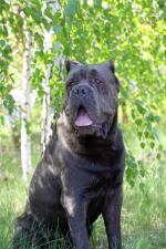 STANLEY PAT OSKAR | Cane Corso 