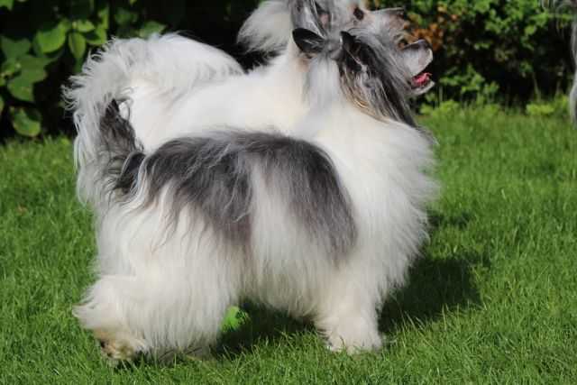 Unbeaten Uma Rosa Thea FCI | Chinese Crested 