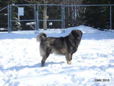 Shar Mountain's Bigor | Yugoslavian Shepherd Dog-Sarplaninac 