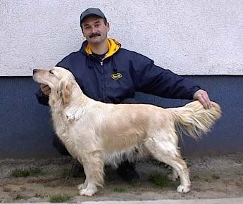 Erdoskerti Amarilla | Golden Retriever 