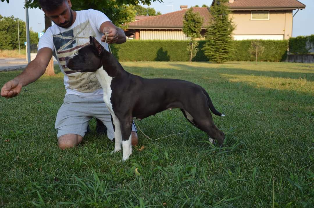 Amstaff Style Sheeva | American Staffordshire Terrier 