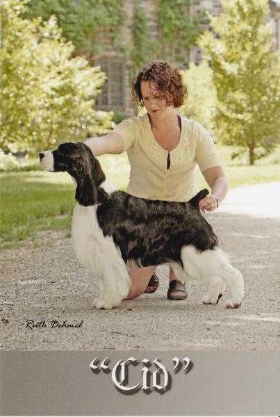 Cerise El Cid | English Springer Spaniel 