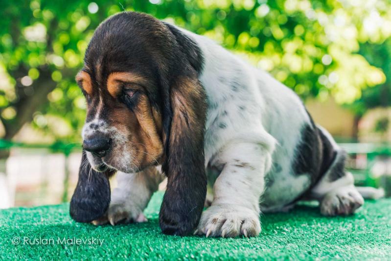 Apollo Star City Hound | Basset Hound 