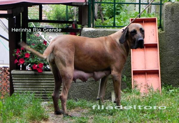 Herinha Rio Grande | Fila Brasileiro 