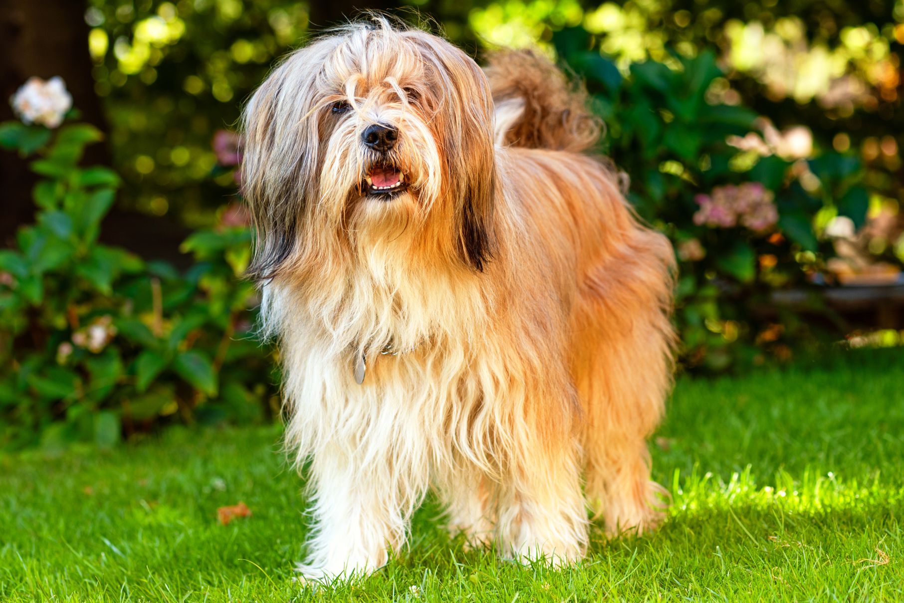 Tibetan Terrier