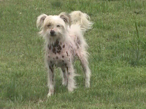 Dragon Hills Carolina Redneck | Chinese Crested 