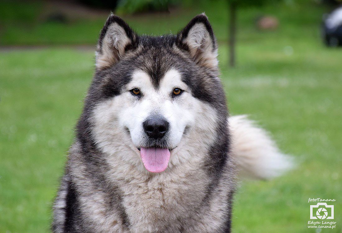 QUANTUM OF SOLICE Kriplyana | Alaskan Malamute 