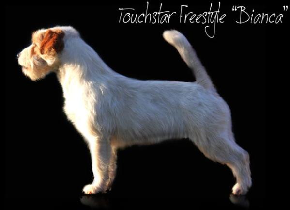 Touchstar Freestyle | Jack Russell Terrier 