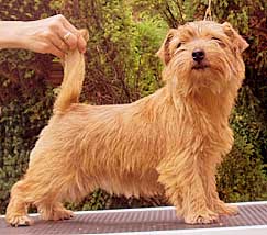 Klein Darling"s PERT SWEET CRANBERRY | Norfolk Terrier 