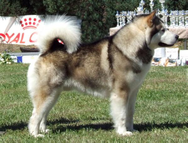 StormChaser Ready to Rumble | Alaskan Malamute 