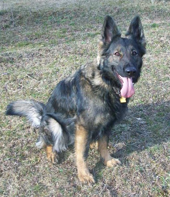 Vonshap Phenyx von Hanabrit | German Shepherd Dog 