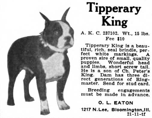 Tipperary King 237102 | Boston Terrier 