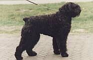 Emy-Fallon v.d. Fabremahof | Bouvier des Flandres 