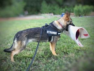 Oakley von der Staatsmacht | German Shepherd Dog 