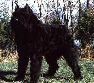 Nicky Whyla Fan't Fryske Lan | Bouvier des Flandres 