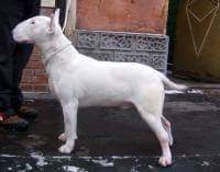 key to victory topy | Bull Terrier 