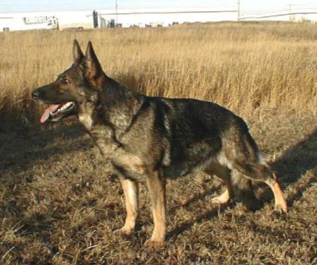 Heike vom Kraftwerk | German Shepherd Dog 