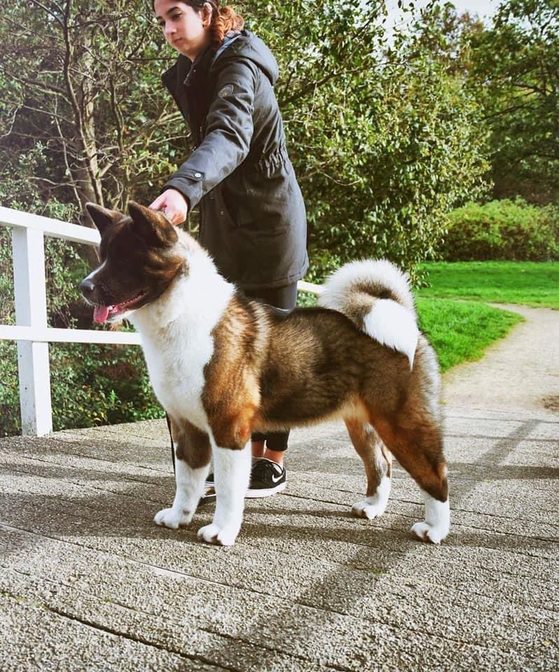 Sunfire De Wolfmont | Akita 